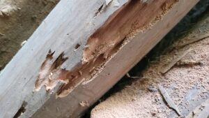 mối gỗ khô