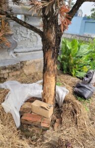 đặt hộp nhử mối cho cây tùng la hán-mối ăn chết cây