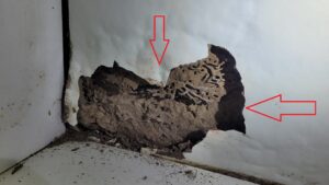 dấu hiệu nhận biết mối-đồ gỗ bị bong tróc,rỗng ruột