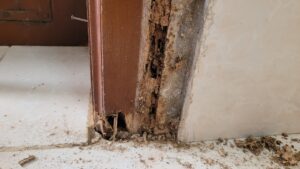 mối ăn rỗng chân cửa gỗ nhà dân