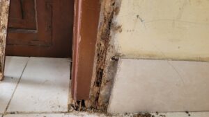 diệt mối ở thái thụy-mối ăn rỗng chân khung cửa