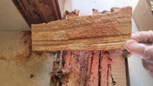 Mối đất Coptotermes phá hoại công trình nhà ở tại Trực Ninh