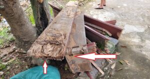 mối phá hủy khung cửa gỗ tại Thái Bình