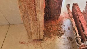 dùng hộp mồi để nhử mối ra ăn