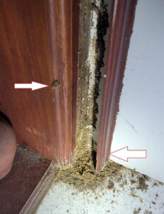 phá bỏ đường mui đất-sai lầm khi tự diệt mối