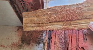 phun thuốc lây nhiễm vào hộp mồi-cách diệt mối tận gốc