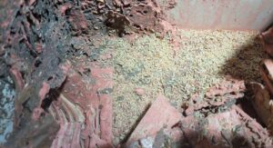 cho mối ăn thuốc sinh học-diệt mối nhà dân ở thủ đức