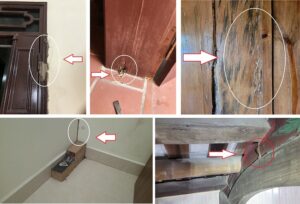 Dấu hiệu mối nhà xuất hiện sớm tại nhà dân ở Quỳnh Phụ, Thái Bình