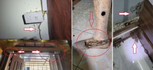 các dấu hiệu của mối tại bình lục hà nam