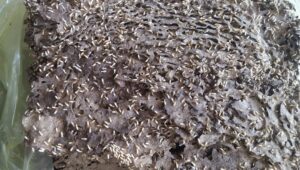 mối đất - mối nhà tại thủ đức