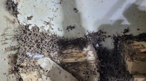 mối phát triển mạnh vào mùa mưa tại thái bình