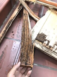 Tổ mối phá hoại đồ gỗ trong nhà tại Thái Bình